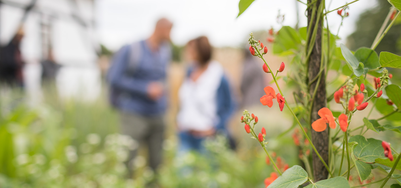 Read more about the article ARCHÄOBOTANISCHER GARTEN